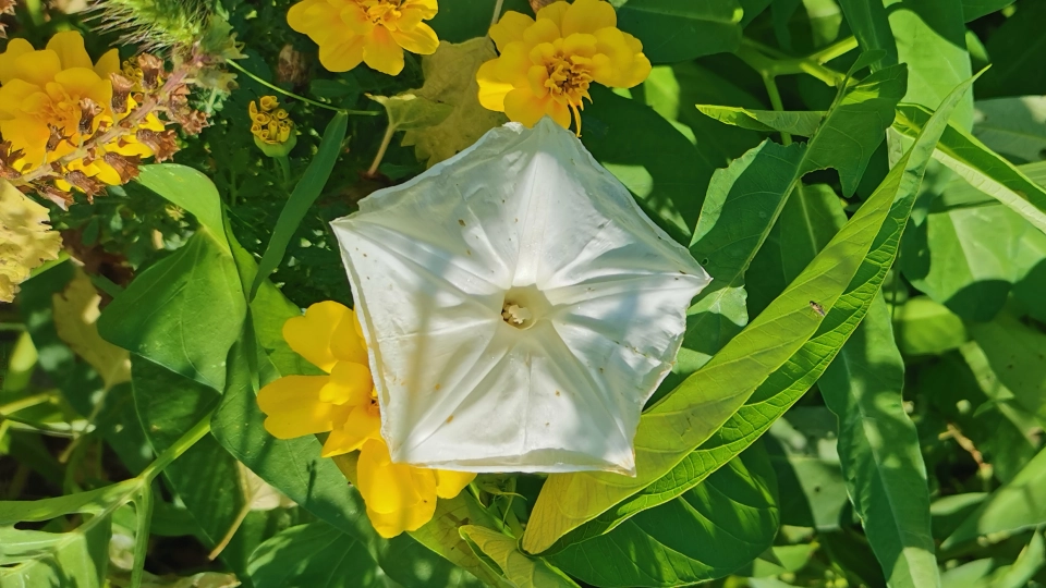空心菜の花が咲いたので自家採種できるか待ってみた結果