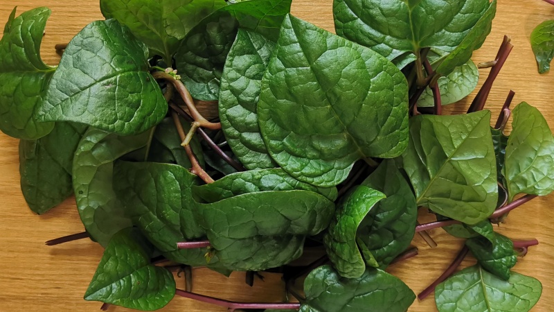 つるむらさきに毒性があるのは嘘？花も実も食べられるって本当？