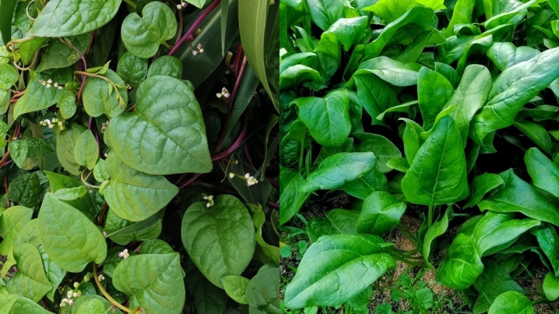 空心菜の栄養と効能｜ほうれん草並みの栄養素を含む健康野菜