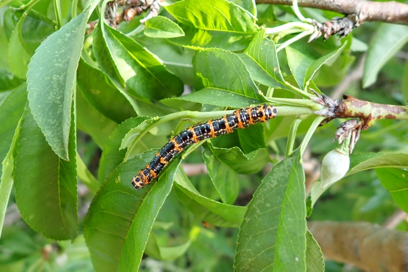 ウメエダシャクの幼虫とは？特徴や見分け方・注意点を解説