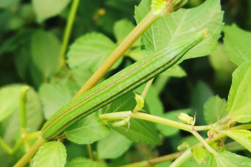 モロヘイヤの毒はどこ？種とさやだけ？茎・花・新芽の毒性を解説